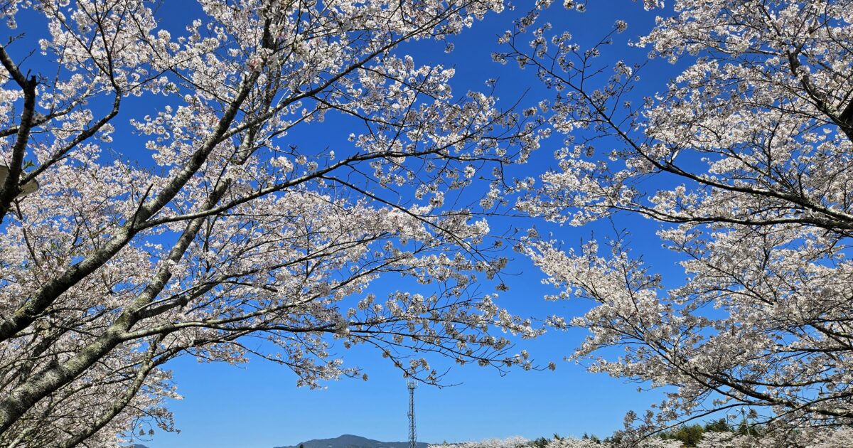 桜が映える！鹿児島フォトスポット | もどかご！｜鹿児島県SNSを利用